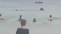 VIDEO: Obrie žraloky desili návštevníkov pláže. Pokojne plávali okolo nich
