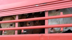 VIDEO: Zaseknutá noha a vykrútená hlava. Prevoz zvierat na jatky ženy na Záhorí vydesil