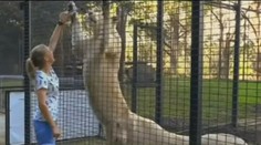 Brutálny útok v zoo. Levy napadli ošetrovateľku, tá je v kritickom stave