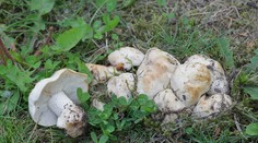 Išli na huby, vrátili sa s mastnou pokutou. Dôvodom je limitované množstvo