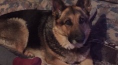 Pes bez vôdzky sa stal terčom poľovníka. Fenka o pár hodín neskôr zomrela