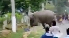 VIDEO: Rozrušený slon sa odrazu vyčlenil od stáda. Smrteľne udupal muža