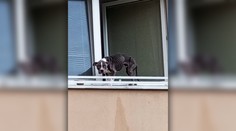Na kosť vychudnutého psa zachránili hasiči cez okno. Týrané zviera je už v opatere veterinára