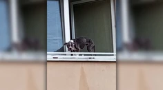 Na kosť vychudnutého psa zachránili hasiči cez okno. Týrané zviera je už v opatere veterinára