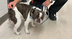 Žena nechala psa na letisku po tom, čo ho nepustili do lietadla. Na dovolenku odletela sama