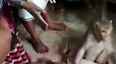 VIDEO: Opica chcela ukradnúť bábätko. Napadla každého, kto sa priblížil