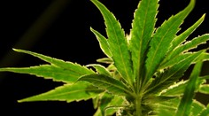 V kukuričnom poli rástlo viac ako 8000 rastlín marihuany. Polícia ich zničila