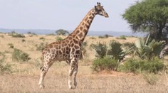 VIDEO: Vedci prvýkrát nakrútili trpaslíčiu žirafu. Kratšie nohy si vynahradila dľžkou krku