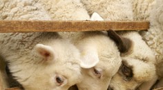 Kresťania dnes slávia "Pondelok baránka". Tu je vysvetlenie sviatku