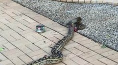 Obrovský pytón chcel zjesť 4-ročného chlapčeka, otec hrdina ho zabil kladivom