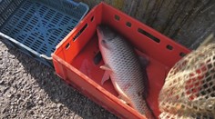 Žilina zakázala hromadný predaj živých kaprov. K iniciatíve sa pripájajú aj obchodné reťazce