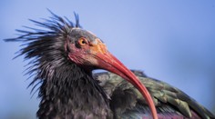 V Prahe pokračuje pátranie po vzácnych vtákoch ibisoch