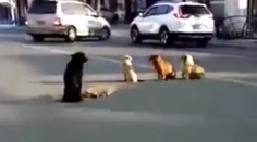 Zábery, z ktorých pichá pri srdci. Túlavé psy odmietli opustiť svojho mŕtveho kamaráta