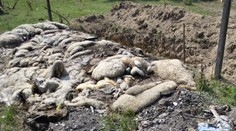 Otrasné zábery. Muž zo Zohora vytvoril pri Stupave cintorín uhynutého dobytka