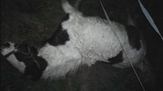 Príšerný začiatok nového roka. Chovateľovi na juhu Slovenska zastrelili všetky kone