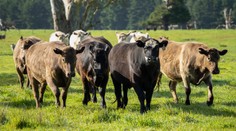 Raketový motor na biometán z kravského hnoja. Japonsko úspešne otestovalo prototyp