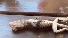 VIDEO: Hasiča čakal netradičný prípad. Jaštericu musel ratovať masážou srdca