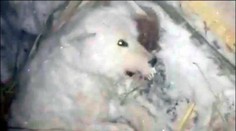 VIDEO: Neuveriteľná krutosť. Muž sa chcel zbaviť psa, v tuhom mraze ho oblieval vodou