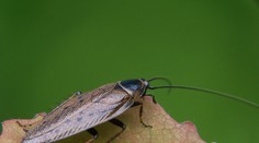 Švábik preslávil našich vedcov vo svete