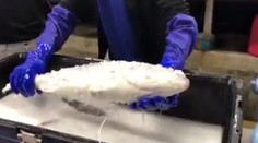 Neuveriteľný okamih. Zmrazená ryba opäť ožije