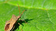 Neželaní návštevníci v domácnostiach: Sú pre nás bzdochy nebezpečné?