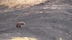 Ochranári zverejnili šokujúce video. Utrpenie grizlyho po výstrele