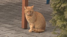 Na Slovensku pribúda prípadov mačacieho AIDS