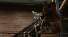 Žirafiemu mláďaťu nepomohla ani petícia. Zabili ho