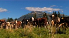 Prečo nepijeme bio mlieko? Vraj si ho nemôžeme dovoliť