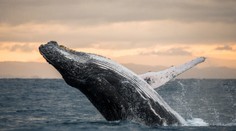 Vedci už vedia, ako zabrániť vymieraniu zvierat. Bez toho, aby sa zastavil lov