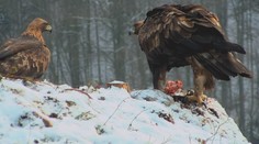 Toto neuvidíte každý deň: Predstavujeme vám najväčšieho slovenského hniezdiaceho dravca