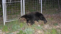 OBRAZOM: Na vjazde do Košíc zrazilo auto mladého medveďa. Po náraze ešte žil, no po chvíli uhynul