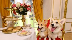 Boli jedným zo symbolov kráľovskej rodiny. Corgiov v paláci vystriedalo iné psie plemeno