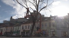 Rástla nepretržite 55 rokov. V Trenčíne spílili lipu slobody, pod jej koreňmi je ešte ukryté tajomstvo