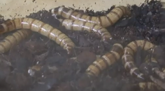 Je hmyz potravou budúcnosti? Prečítajte si, koľko výhod má!