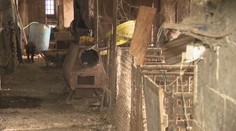 Farma plná výkalov a kostí. Z množiarne pri Topoľčanoch zachránili viac ako 40 psov