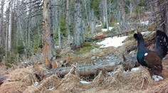 Hlucháňa sme nechránili dostatočne. Stále čakáme, či od Únie dostaneme aj pokutu