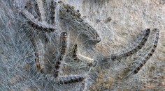 Na juhu Európy bojujú s nebezpečnými húsenicami. Dokážu spôsobiť poriadne zdravotné problémy