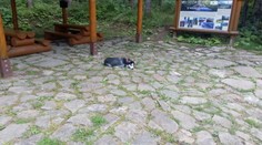 Príbeh strateného huskyho má šťastný koniec, už je u majiteľa z Poľska