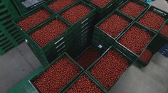 Drahé energie zasadili pestovateľom tvrdú ranu. Hrozí, že v zime budeme odkázaní len na rajčiny z dovozu