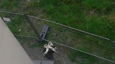 Bocian z Košíc neprežil búrku. Zasiahol ho blesk