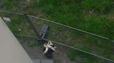 Bocian z Košíc neprežil búrku. Zasiahol ho blesk