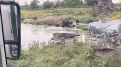 Medvede brutálne zaútočili na zamestnanca zoo parku. Sledovali to zhrození turisti