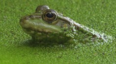 Poznatky zo skúmania fauny a flóry uplatňujú vo svete ľudí. Vďaka bionike vznikajú technológie inšpirované prírodou