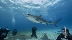 Ako zvládnuť stretnutie so žralokom: Rady skúsených potápačov