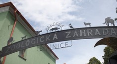 V bojnickej zoo potvrdili vtáčiu chrípku u ďalších štyroch vtákov