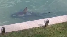 Nebezpečný predátor sa zatúlal. Muž ho našiel za dverami