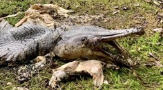 Voda vyplavila na breh čudesného tvora. Telo mal ako ryba a hlavu podobnú aligátorovi