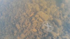 V tajchu v Novej Bani našli živočícha, ktorého by ste u nás nečakali