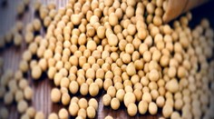 Slováci možno ani netušia, že jedia geneticky modifikované potraviny. Môže za to táto surovina